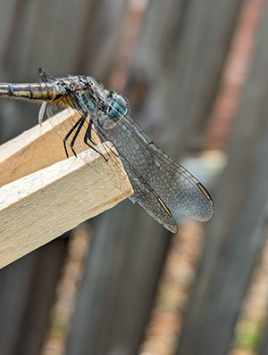 Dragonfly Wings Close-Up