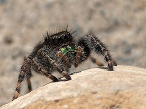 Friendly Jumping Spider