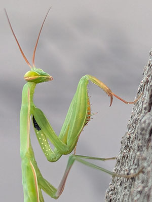 Praying Mantis Close-Up