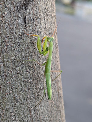 Praying Mantis
