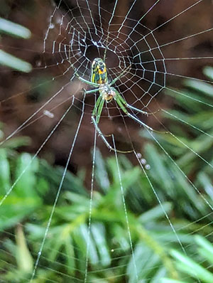 Shiny Orchard Orbweaver Spider