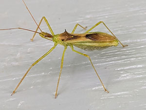 Green Assassin Bug